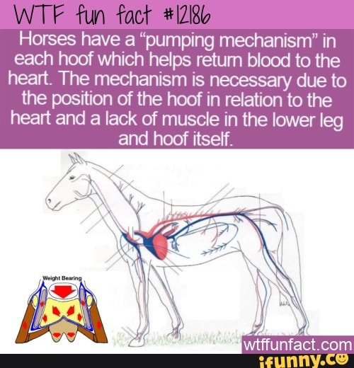Fun Horses have "pumping mechanism" in each hoof which helps retum