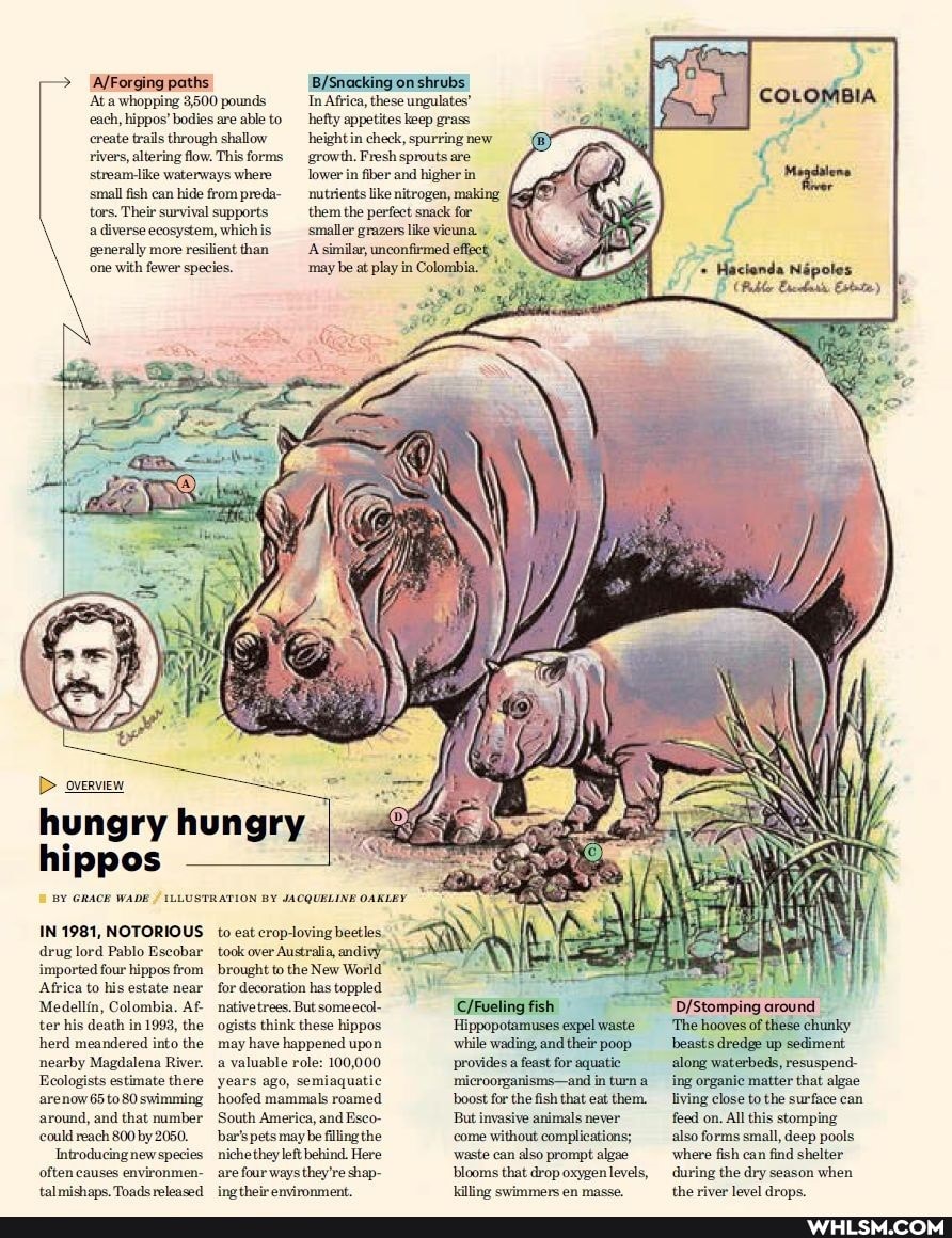 D> overwew
hippos
BY GRACE WADE
IN 1981, NOTORIOUS drug lord Pablo Escobar imported four hippos from
Africa to his estate near
Medellin, Colombia. Af nativetr ter his death in 1993, the herd meandered into the nearby Magdalena River. valuable role-
Ecologists estimate there arenow 65 to 80 swimming around, and that number
'could reach 800 by 2050.
Introducing new species often causes environmen- tal michans Thade mieaeed
paths
Ata whopping 3,500 pounds each, hippos' bodies are able to create trails through shallow rivers, altering flow. This forms streamlike waterways where
generally more resilient than
'one with fewer species.
hungry hungry.
hi
on shrubs
height
BY GRACE WADE ILLUSTRATION BY JACQUELINE OAKLEY
to eat crop-loving beetles took over Australia, andivy" brought to the New World' for decoration has toppled native trees. But someecol- ogists think these hippos may have happened upon
valuable role: 100,000 years ago, semiaquatic hoofed mammals roamed
South America, and Eseo- by bar's petsmay be filling the new niche they left behind. Here are four ways tthey're shap-
A similar, unconfirmed effect, may be at play in Colombia."
In Africa, these ungulates' hefty appetites keep grass heightin check, spurring new growth, Fresh sprouts are lower in fiber and higher in
small fish can hide from preda- _nutrients like nitrogen, making tors. Their survival supports _ them the perfect snack for a diverse ecosystem, which is smaller grazers like vieuna
COLOMBIA
+ Hacienda Nipoles
(Pablr Eredar Extnta)
around
'Hippopotamuses expel waste while wading, and their poop provides a feast for aquatie
'microorganisms-and in turn boost for the fish that eat them.
But invasive animals never come without complications;
'waste can also prompt algae blooms that drop oxygen levels,
'The hooves of these chunky beasts dredge up sediment along waterbeds, resuspend- ing organic matter that algae living close to the surface can feed on. All this stomping also forms small, deep pools where fish can find shelter
during the dry season when