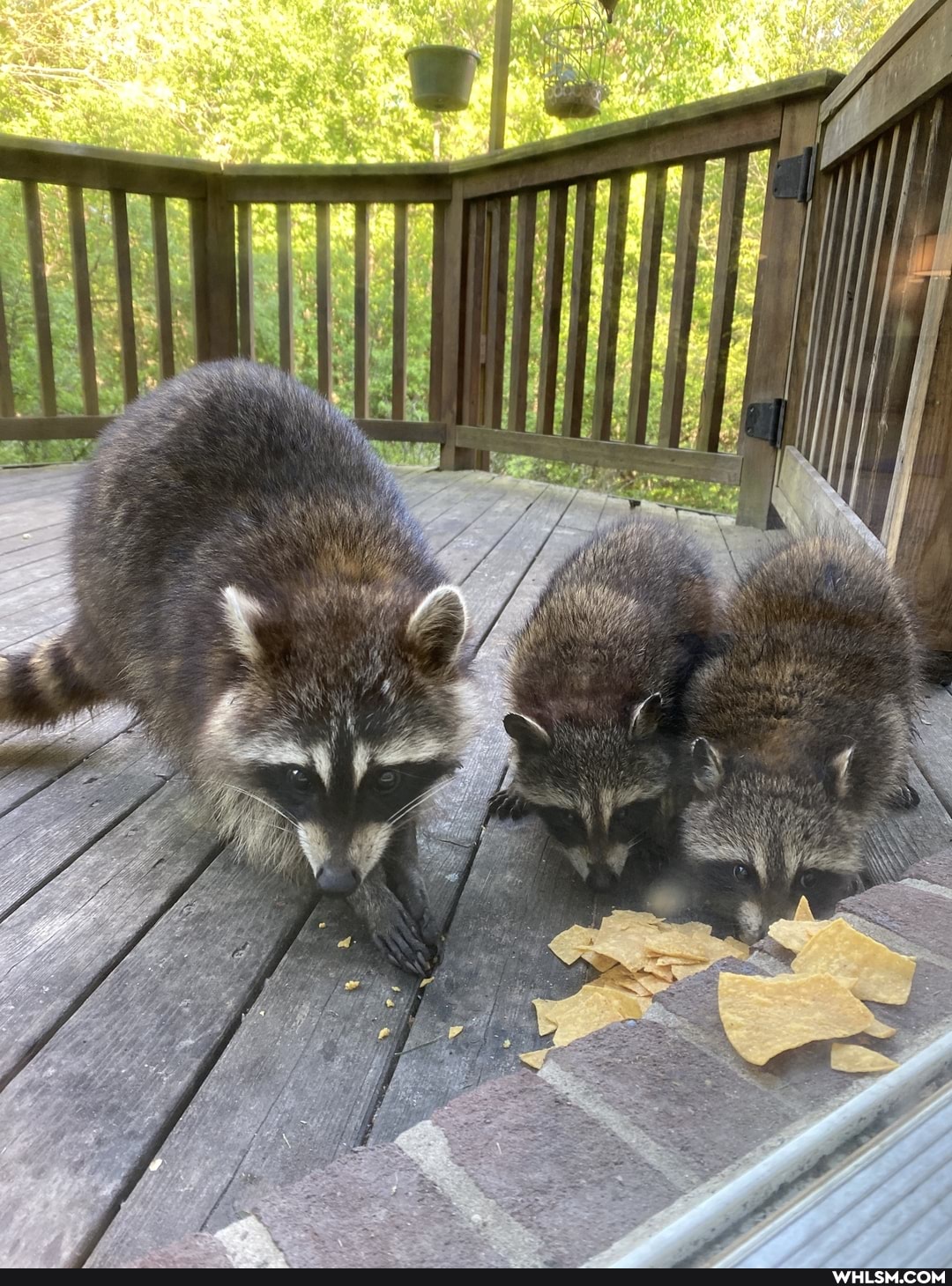 ranoons, baby_animals, cuteness_overload, wildlife