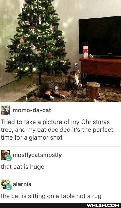 Tried to take a picture of my Christmas tree, and my cat decided it's the perfect time for a glamor shot
mostlycatsmostly
that cat is huge
alarnia
the cat is sitting on a table not a rug