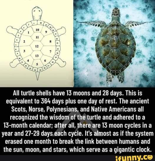 All turtle shells have 13 moons and 28 days This is equivalent to 364