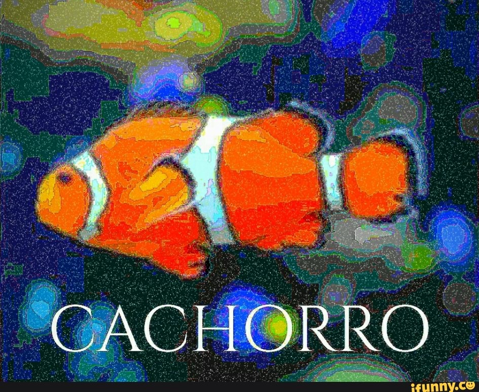 animais, shitpost, deepfriedmemes, cachorro, catioro, peixe