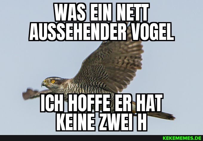 WAS EIN NETT AUSSEHENDER VOGEL
ICH HOFFE ER HAT NEINE 7UEI H