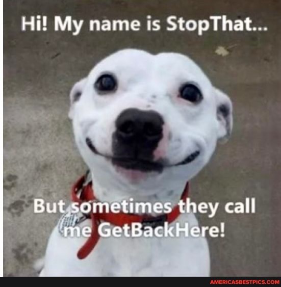 wi
Hi! My name is StopThat..
But sometimes they call me GetBackHere!