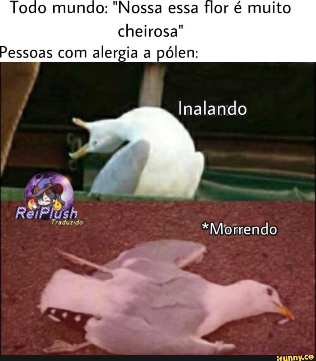 Todo mundo: "Nossa essa flor é muito
cheirosa"
Pessoas com alergia a pólen:
Inalando
ReiPlúsh
Traduzido
*Morrendo