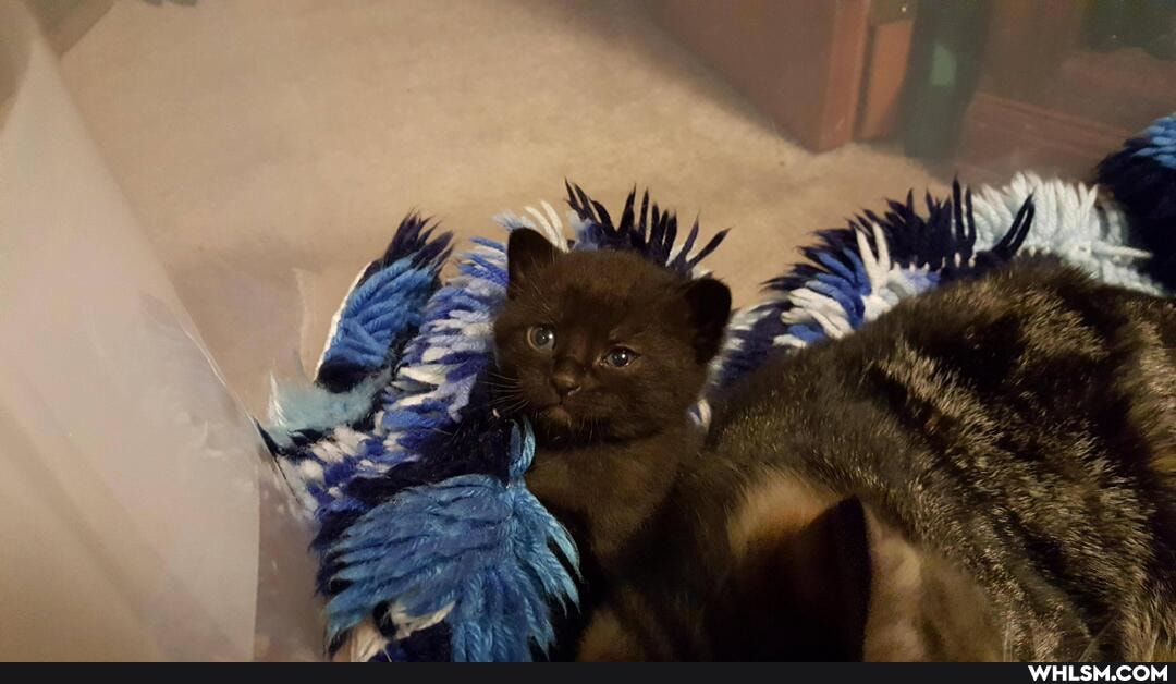 cat, cats