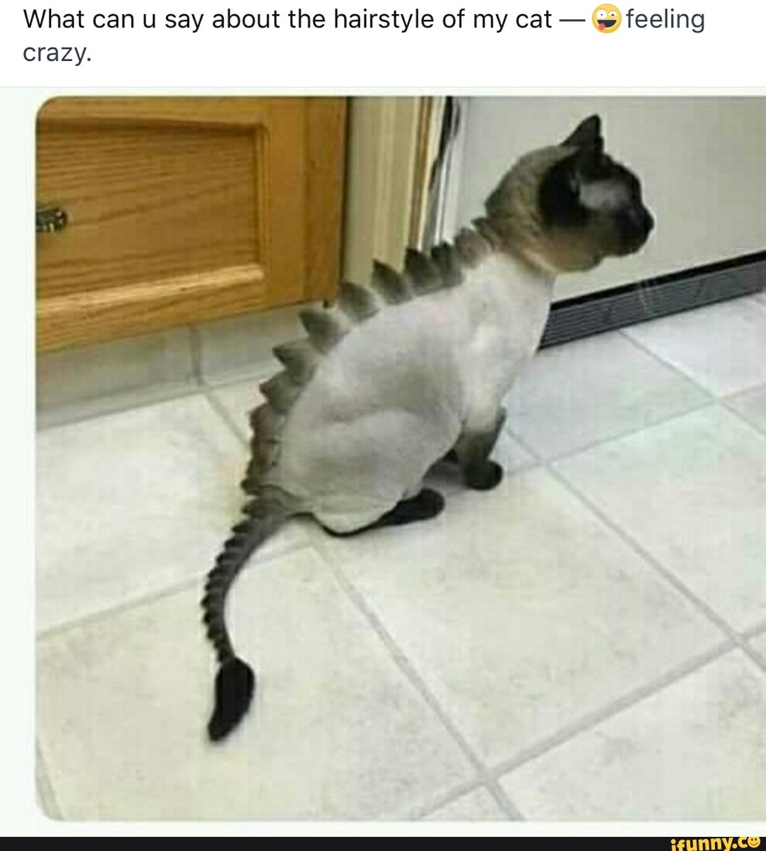 What can u say about the hairstyle of my cat
\w feeling
crazy.