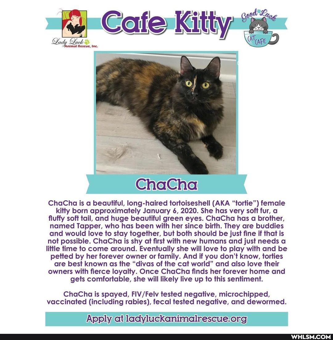 Cafe Kitty
CaferKitty
ChaCha
ChaCha is a beautiful, long-haired tortoiseshell (AKA "tortie") female kitty born approximately January 6, 2020. She has very soft fur, a fluffy soft tail, and huge beautiful green eyes. ChaCha has a brother, named Tapper, who has been with her since birth. They are buddies and would love to stay together, but both should be just fine if that is not possible. ChaCha is shy at first with new humans and just needs a little time to come around. Eventually she will love to play with and be petted by her forever owner or family. And if you don't know, torties are best known as the "divas of the cat world" and also love their owners with fierce loyalty. Once ChaCha finds her forever home and gets comfortable, she will likely live up to this sentiment.
ChaCha is spayed, AV tested negative, microchipped, vaccinated (including rabies), fecal tested negative, and dewormed.
Apply at