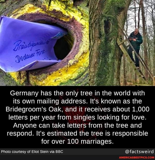 Germany has the only tree in the world with its own mailing address. It's known as the
Bridegroom's Oak, and it receives about 1,000 letters per year from singles looking for love.
Anyone can take letters from the tree and respond. It's estimated the tree is responsible
for over 100 marriages.
Photo courtesy of Eliot Stein via BBC @factsweird
