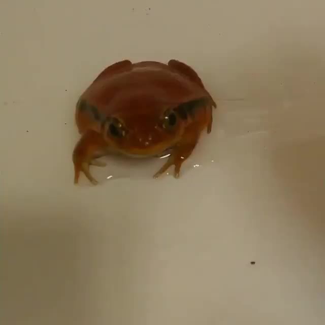 鳴き声 Memes Best Collection Of Funny 鳴き声 Pictures On Ifunny Brazil