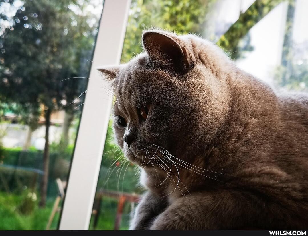funny, cat, pets