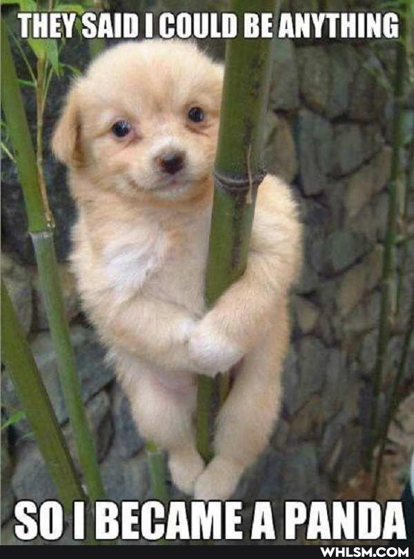 HEY SAID COULD BE ANYTHING
REPAME PANDA