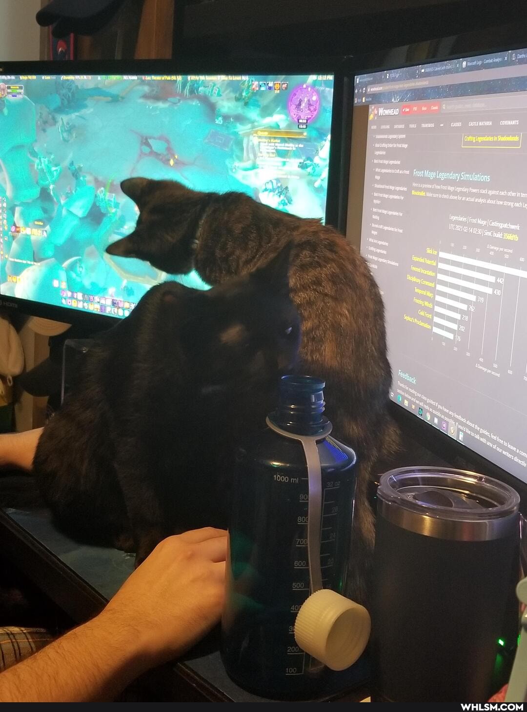 aww, cat, kitten