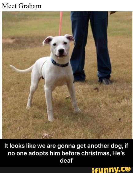 Meet Graham
It looks like we are gonna get another dog, if
no one adopts him before christmas, He's
deaf - It looks like we are gonna get another dog, if no one adopts him before christmas, He’s deaf