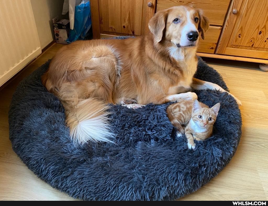 dogs, cats, aww