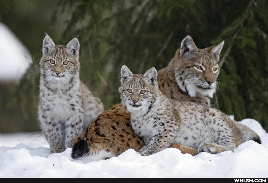 cat, cats