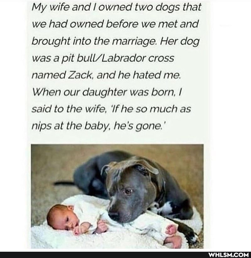 My wife and owned two dogs that we had owned before we met and brought into the marriage. Her dog was a pit Labrador cross named Zack, and he hated me.
When our daughter was born, I said to the wife, 'If he so much as nips at the baby, he's gone.'