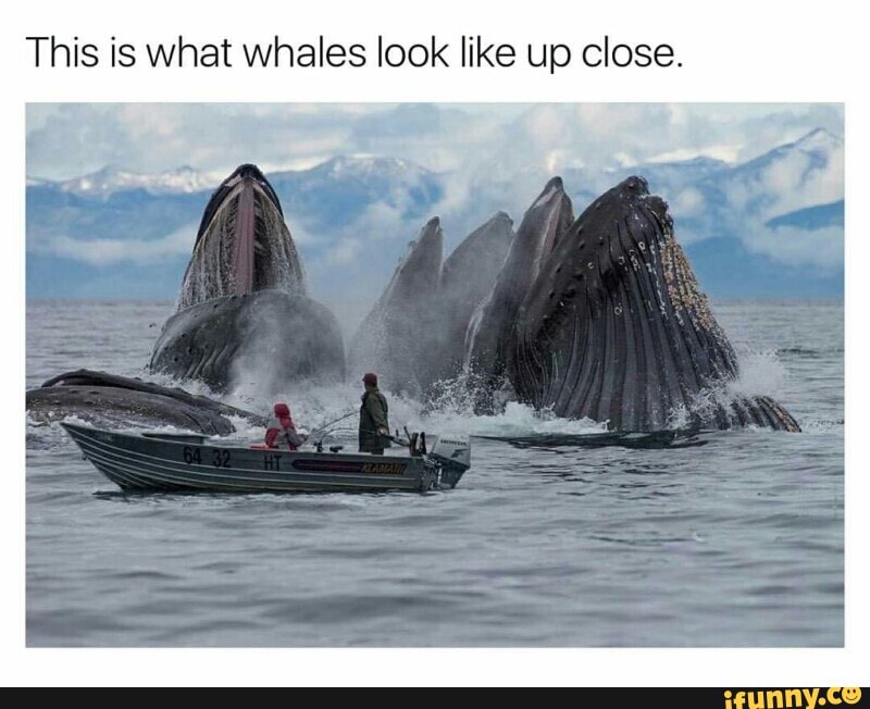 This is adorable :) - This is what whales look like up close. - iFunny