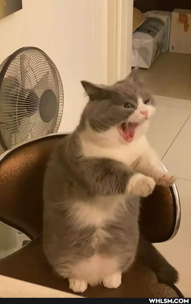 cat, cats