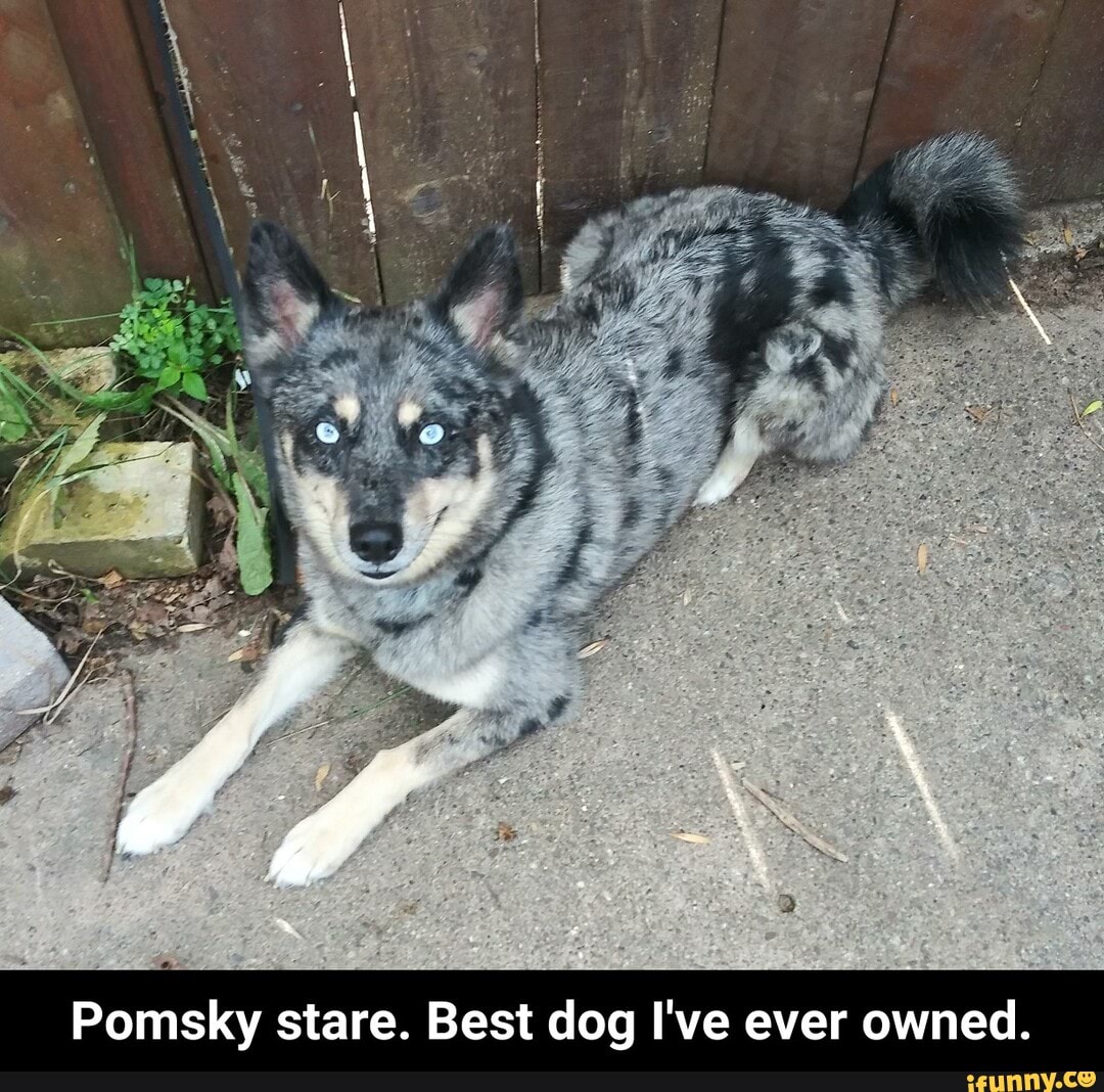 Pomsky stare. Best dog I've ever owned. - Pomsky stare. Best dog I've ever owned.