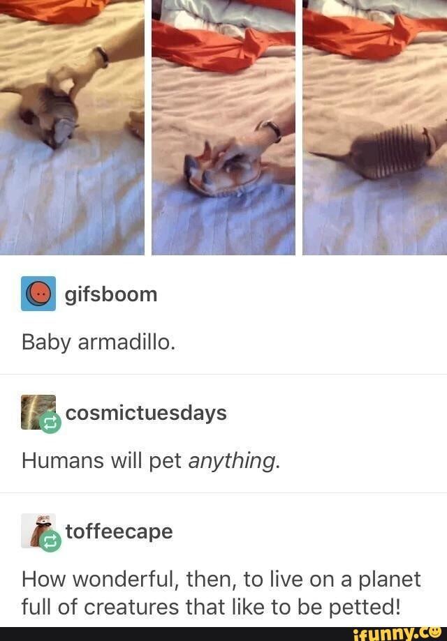 I gifsboom Baby armadillo. cosmictuesdays Humans will pet anything