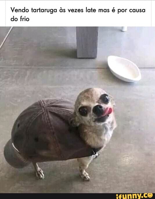 Vendo tartaruga às vezes
late mas
é por causa
do frio