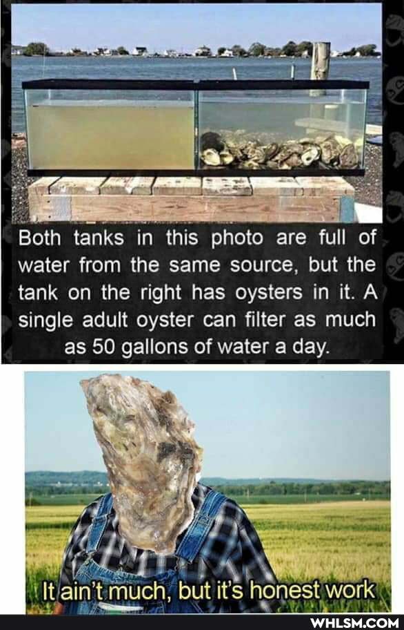 Both tanks in this photo are full of
water from the same source, but the
tank on the right has oysters in it. A
single adult oyster can filter as much as 50 gallons of water a day.