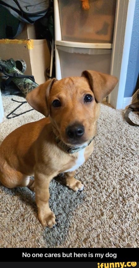 No one cares but here is my dog - No one cares but here is my dog