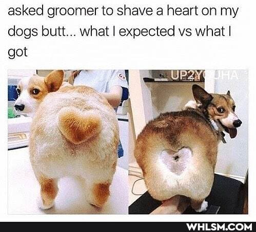 asked groomer to shave a heart on my dogs butt... what I expected vs what I got
