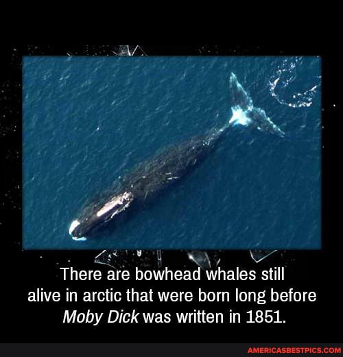 There are bowhead whales still alive in arctic that were born long before
Moby Dick was written in 1851.