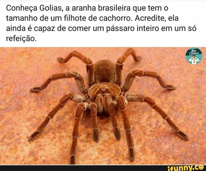 Conheça Golias, a aranha brasileira que tem o
tamanho de um filhote de cachorro. Acredite, ela
ainda é capaz de comer um pássaro inteiro em um só
refeição.