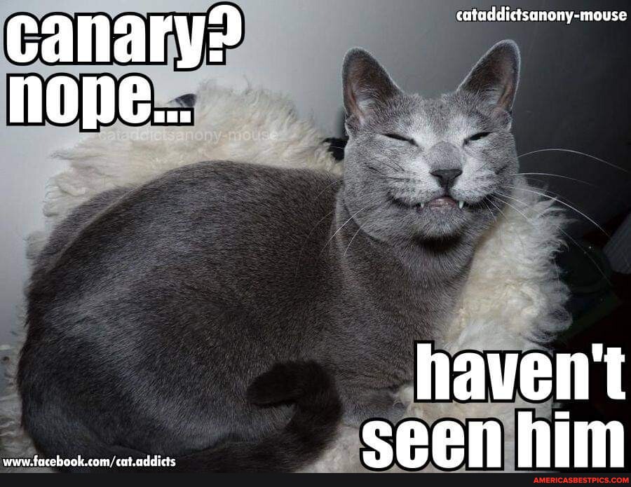 Haven t seen it yet. Like the Cat that ate the Canary. Активация silly Cat. Silly Cats перевод. He he Cat.