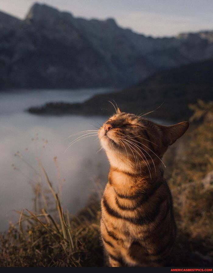 cat, kitten