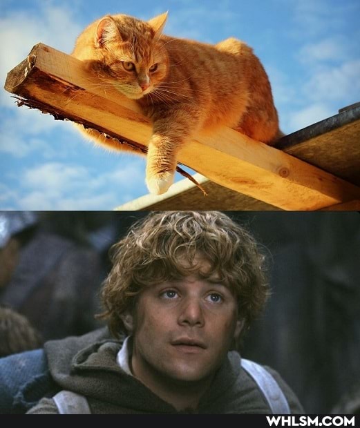 lotr, lord_of_the_rings, fantasy, cat