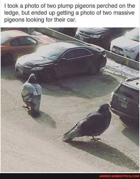 took a photo of two plump pigeons perched on the ledge, but ended up getting a photo of two massive pigeons looking for their car.