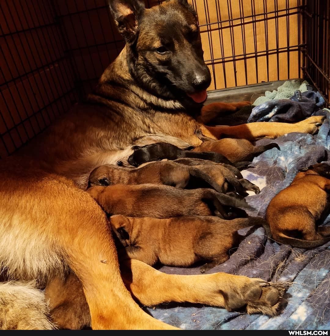 puppy, dog, baby_animals, working_dog, servicedogs
