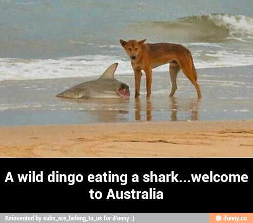 A wild dingo eating a shark...welcome to Australia - A wild dingo