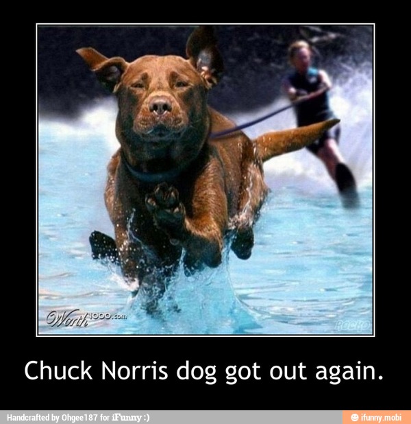 Chuck Norris dog got out again. - Chuck Norris dog got out again.