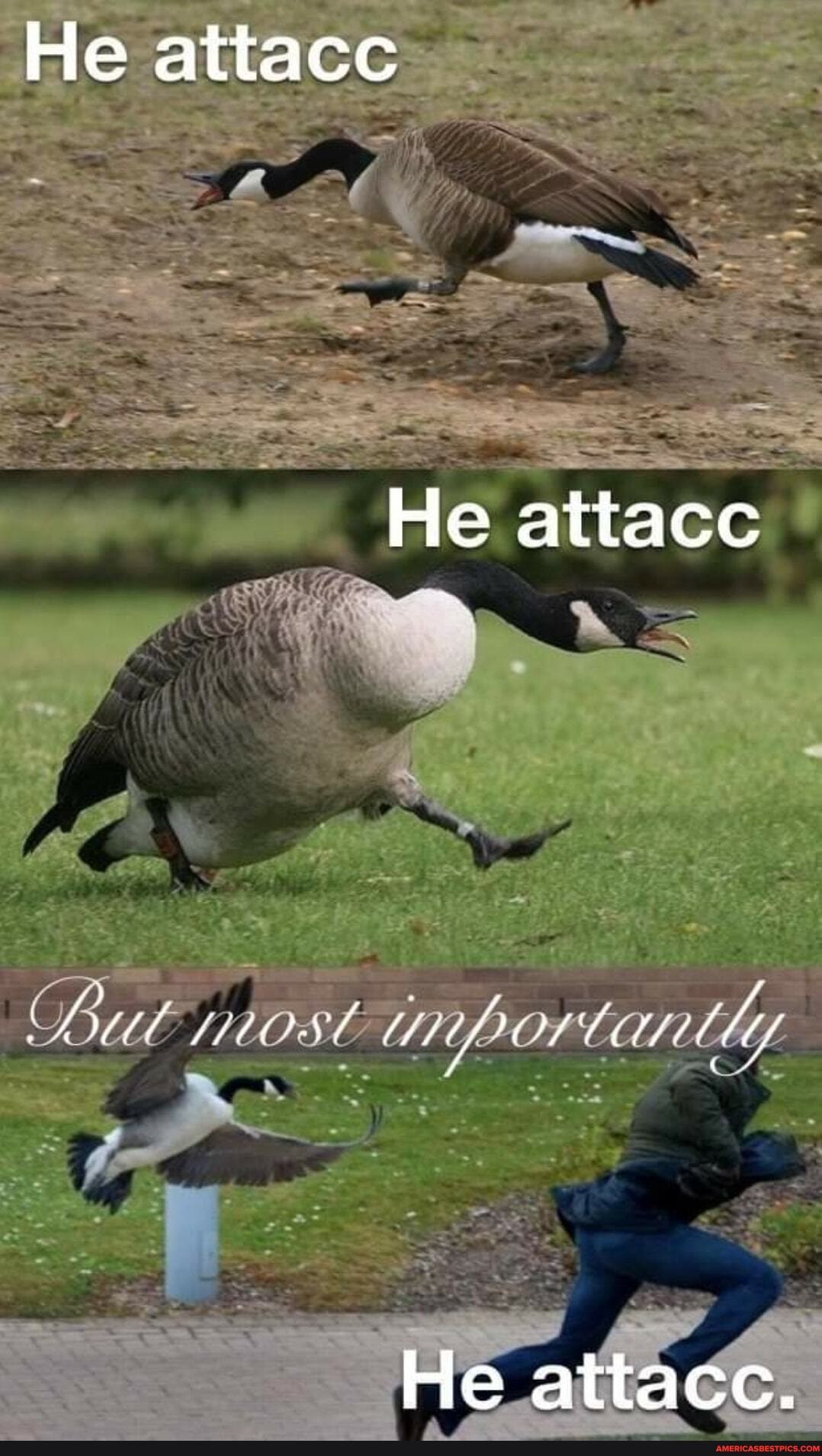 He attacc
He attacc
most
He attacc.