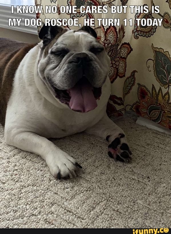 1 KNOW NO ONE CARES BUT THIS IS MY DOG ROSCOE, HE TURN 11 TODAY
