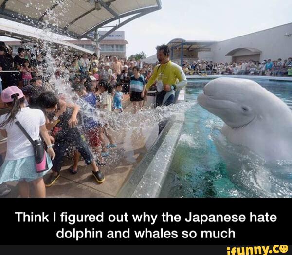 Think I figured out why the Japanese hate dolphin and Whales so much
