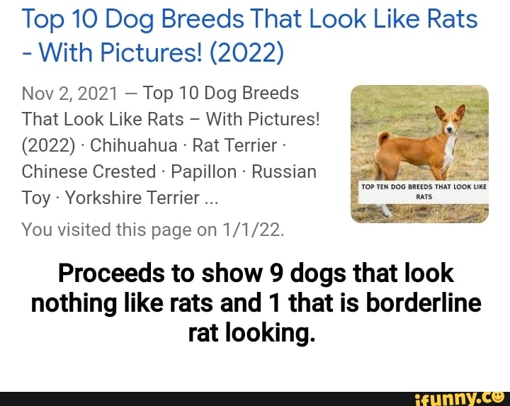 Top 10 Dog Breeds That Look Like Rats With Pictures! (2022) Nov 2