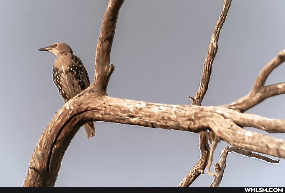 nature, photography, birds, the_great_outdoors