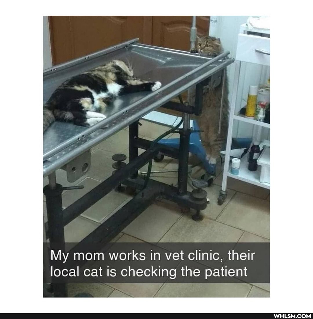 My mom works in vet clinic, their local cat is checking the patient