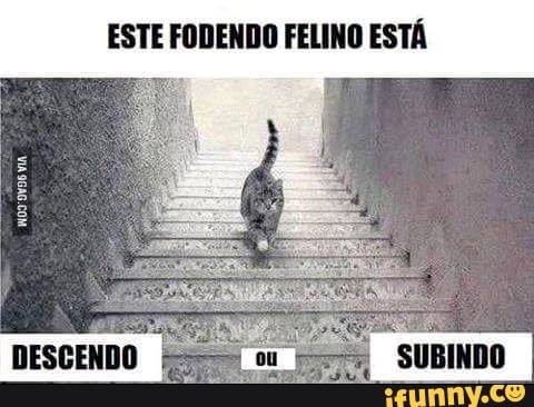 ESTE FODENDO FELINO ESTÁ
