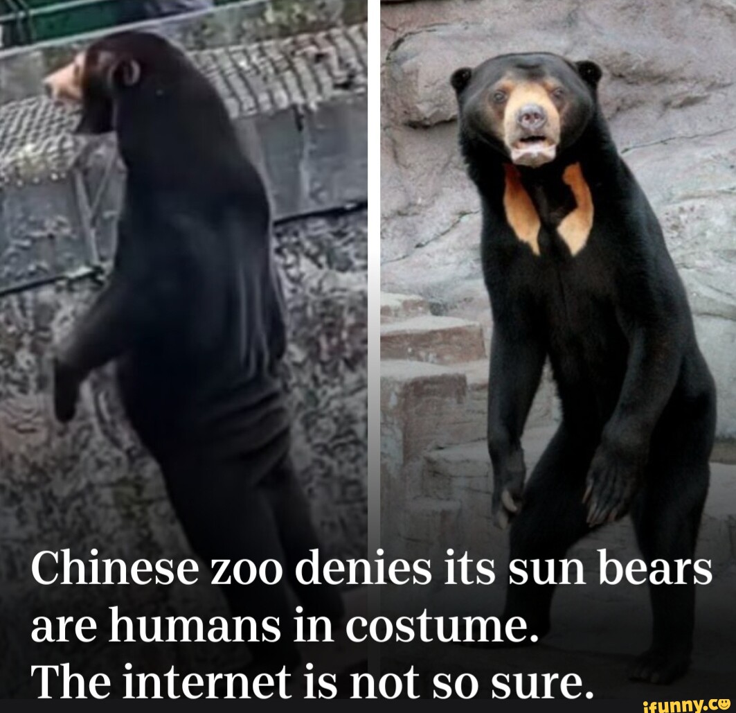 chinese-zoo-denies-its-sun-bears-are-humans-in-costume-the-internet-is