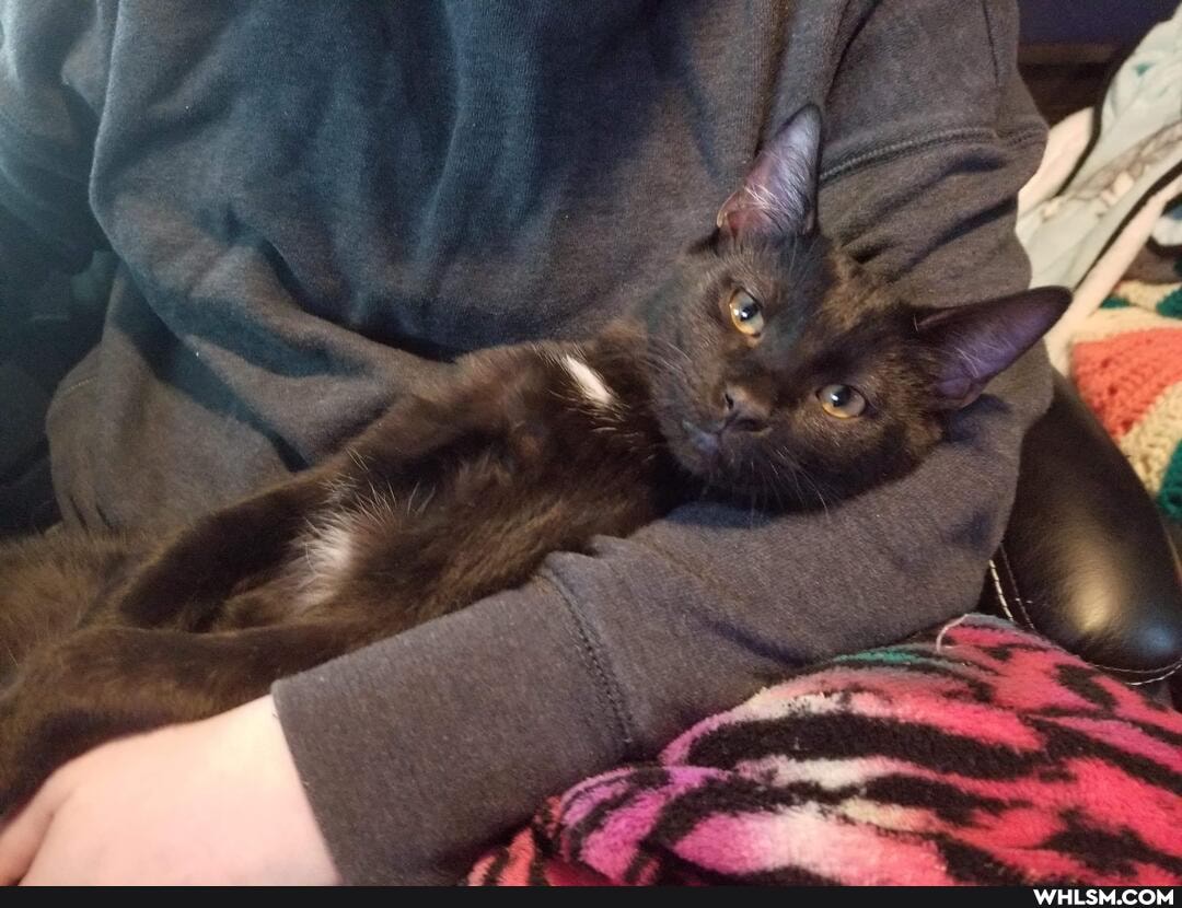 cat, aww, neutral_post