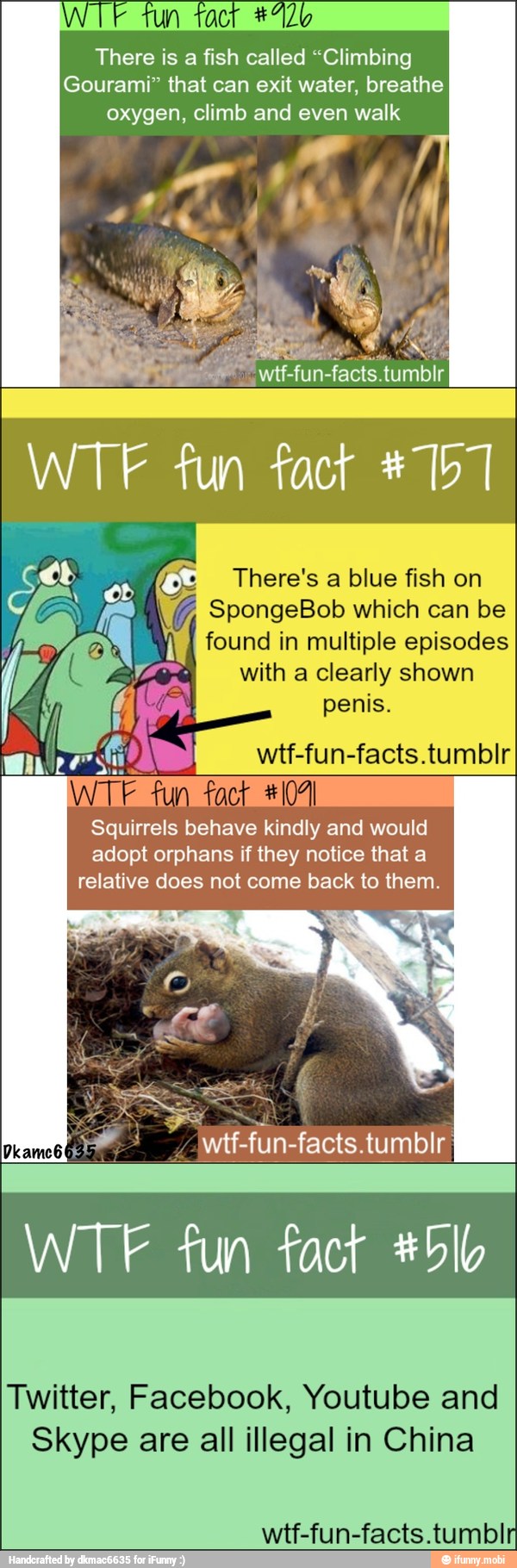 WIFE tun fact *"2o
There is a fish called "Climbing
Gourami" that can exit water, breathe
oxygen, climb and even walk
There's a blue fish on
SpongeBob which can be
q found in multiple episodes
Ea
with a clearly shown
penis.
0 107
Squirrels behave kindly and would
adopt orphans if they notice that a
relative does not come back to them.