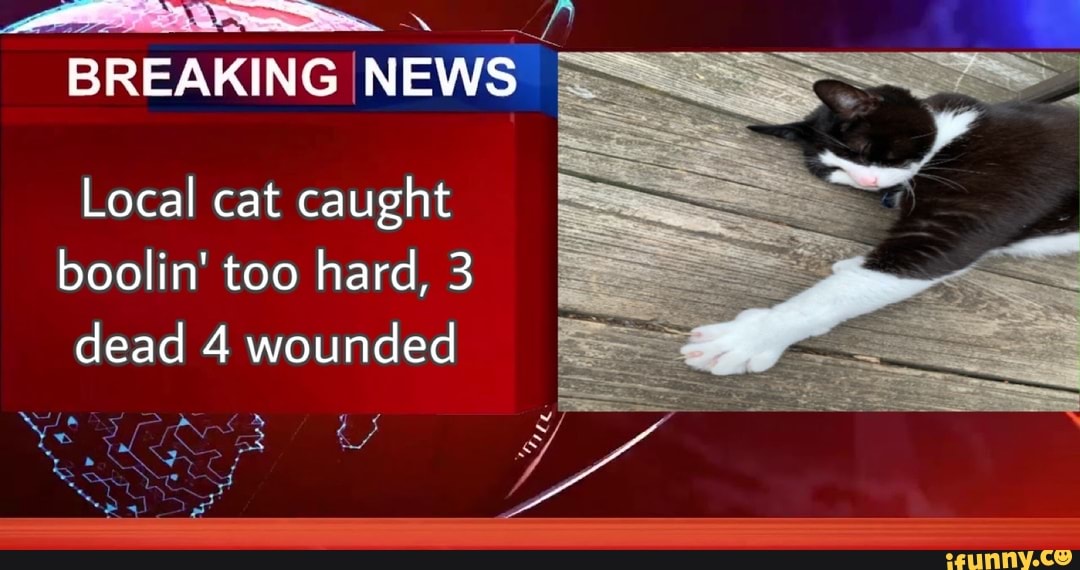 BREAKING NEWS
Local cat caught boolin' too hard, 3 dead 4 wounded
pare