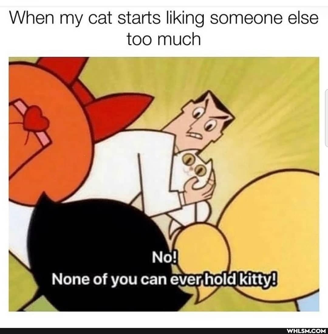 When my cat starts liking someone else too much
None of you can ever kitty!